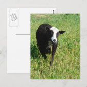 Pandi Briefkaart (Voorkant / Achterkant)