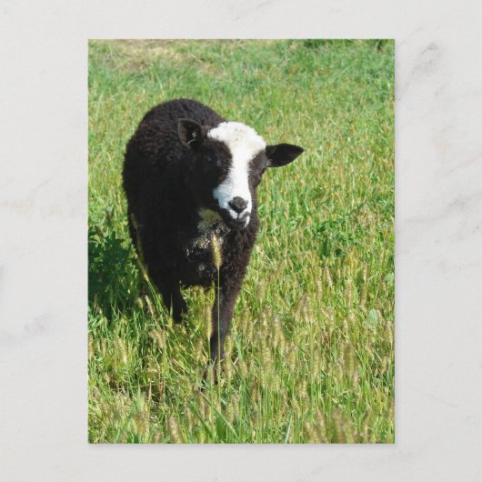 Pandi Briefkaart (Voorkant)