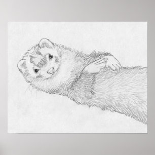"Pandora" Ferret Drawing Poster