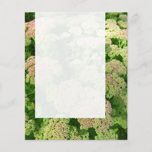 Panel 0108 - Sedum "Autumn Joy" Flyer (Voorkant)