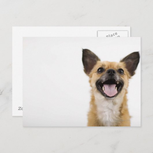 Panelhond Briefkaart (Voorkant / Achterkant)