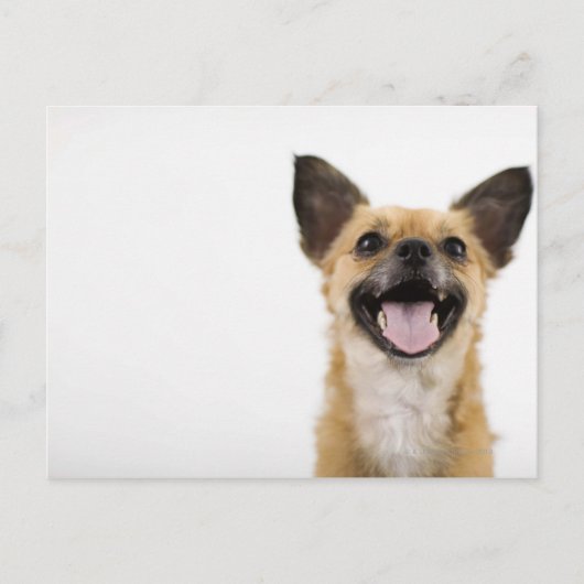 Panelhond Briefkaart (Voorkant)