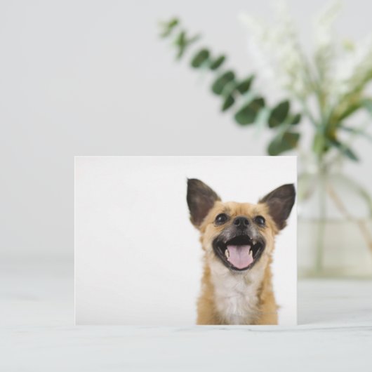 Panelhond Briefkaart (Staand voorkant)