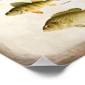 Panfish Fish Perch Bass en Walleye Wall Art Poster (Hoek)