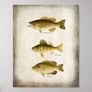 Panfish Fish Perch Bass en Walleye Wall Art Poster