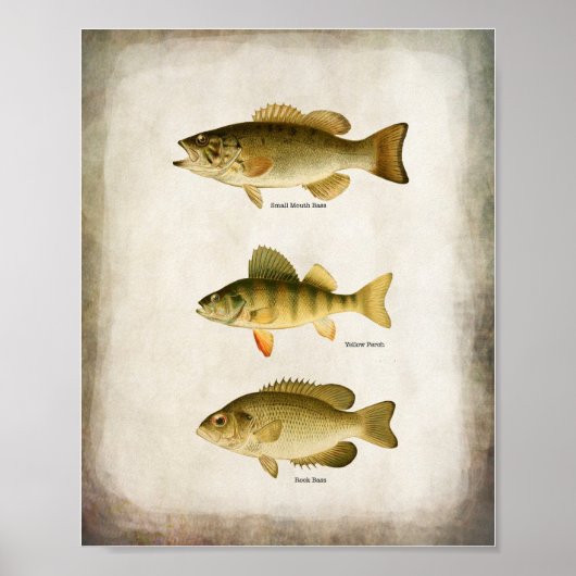 Panfish Fish Perch Bass en Walleye Wall Art Poster (Voorkant)