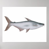 Pangas Catfish Poster (Voorkant)