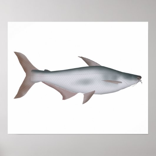 Pangas Catfish Poster (Voorkant)