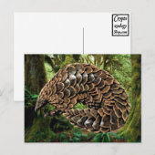 Pangoline-Briefkaarten Briefkaart (Voorkant / Achterkant)