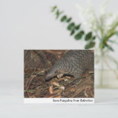 Pangolins opslaan vanaf het Briefkaart Uitsterven (Staand voorkant)