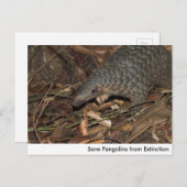 Pangolins opslaan vanaf het Briefkaart Uitsterven (Voorkant / Achterkant)
