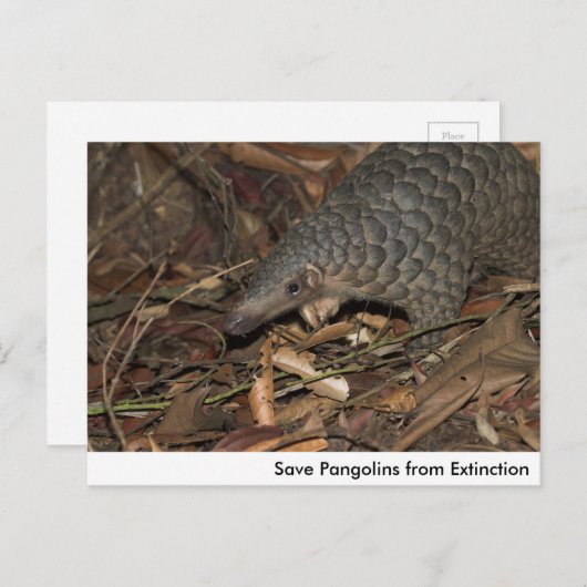Pangolins opslaan vanaf het Briefkaart Uitsterven (Voorkant / Achterkant)