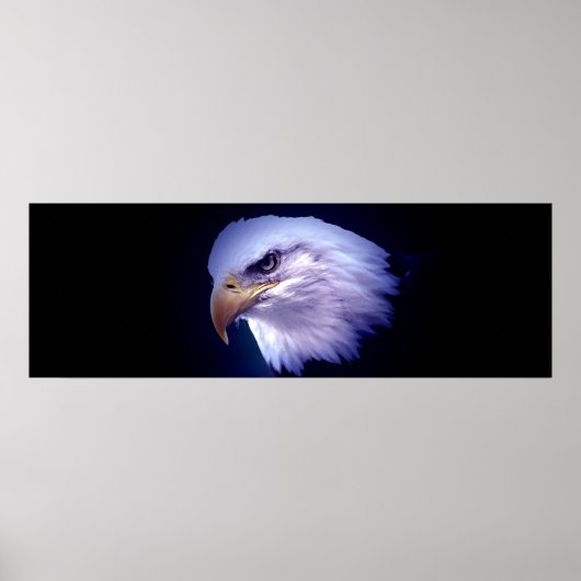 Panorama American Bald Eagle Poster Print (Voorkant)