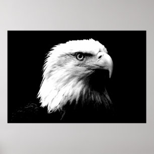 Panorama Eagle American Eagle Poster Print