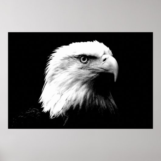 Panorama Eagle American Eagle Poster Print (Voorkant)