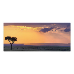 Panoramisch uitzicht op een enkele acacia bij foto afdruk