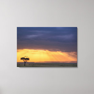 Panoramisch uitzicht op gier en acaciaboom canvas afdruk