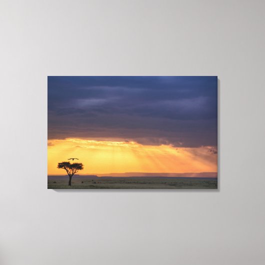 Panoramisch uitzicht op gier en acaciaboom canvas afdruk (Voorkant)