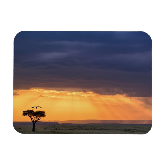 Panoramisch uitzicht op gier en acaciaboom magneet (Horizontaal)