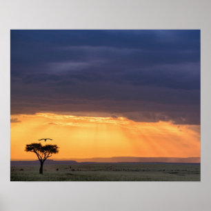 Panoramisch uitzicht over gier en acaciaboom poster
