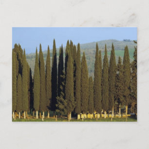 panoramisch uitzicht van cypersbomen nabij Siena Briefkaart