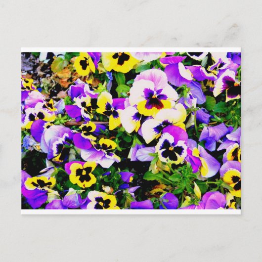 panserijbloemen briefkaart (Voorkant)
