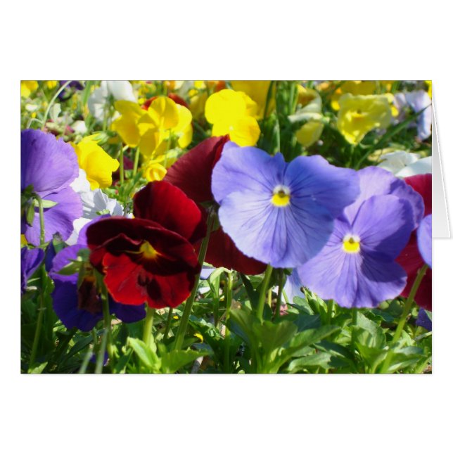Pansies (Voorkant Horizontaal)