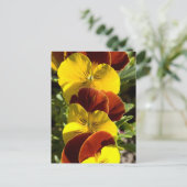 Pansies Briefkaart (Staand voorkant)