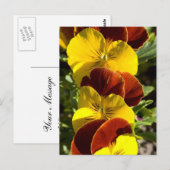 Pansies Briefkaart (Voorkant / Achterkant)
