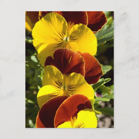 Pansies Briefkaart (Voorkant)
