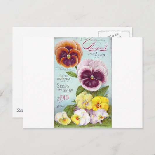  Pansies Briefkaart (Voorkant / Achterkant)