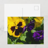 Pansies Briefkaart (Voorkant / Achterkant)