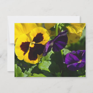 Pansies Briefkaart