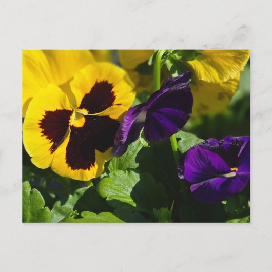 Pansies Briefkaart (Voorkant)