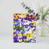Pansies Briefkaart (Staand voorkant)