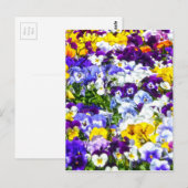 Pansies Briefkaart (Voorkant / Achterkant)