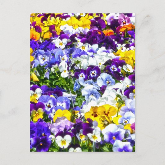 Pansies Briefkaart (Voorkant)