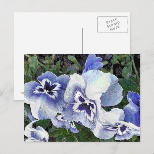 PANSIES BRIEFKAART (Voorkant / Achterkant)