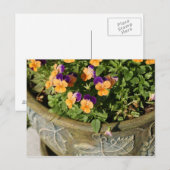 Pansies Briefkaart (Voorkant / Achterkant)