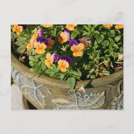 Pansies Briefkaart (Voorkant)