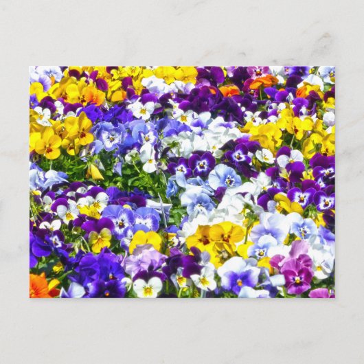 Pansies Briefkaart (Voorkant)