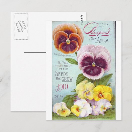  Pansies Briefkaart (Voorkant / Achterkant)