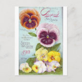  Pansies Briefkaart (Voorkant)