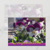 Pansies CC0474 Flower Celebration Briefkaart (Voorkant / Achterkant)