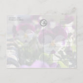 Pansies CC0474 Flower Celebration Briefkaart (Achterkant)