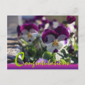 Pansies CC0474 Flower Celebration Briefkaart (Voorkant)
