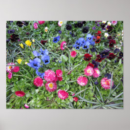 Pansies en madeliefjes poster
