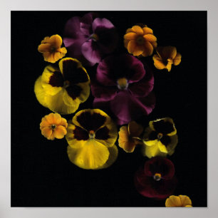 Pansies en primroses poster