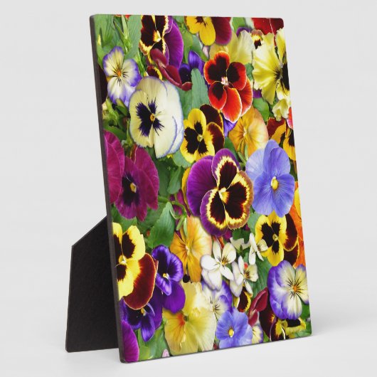  Pansies Fotoplaat (Zijkant)