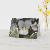 Pansies / geïsoleerde kleur kaart (Gele Bloem)